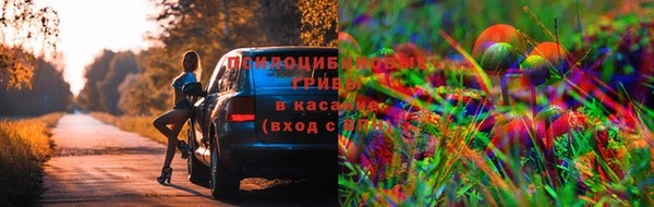 PSILOCYBIN Алексеевка